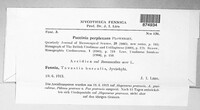 Puccinia recondita image